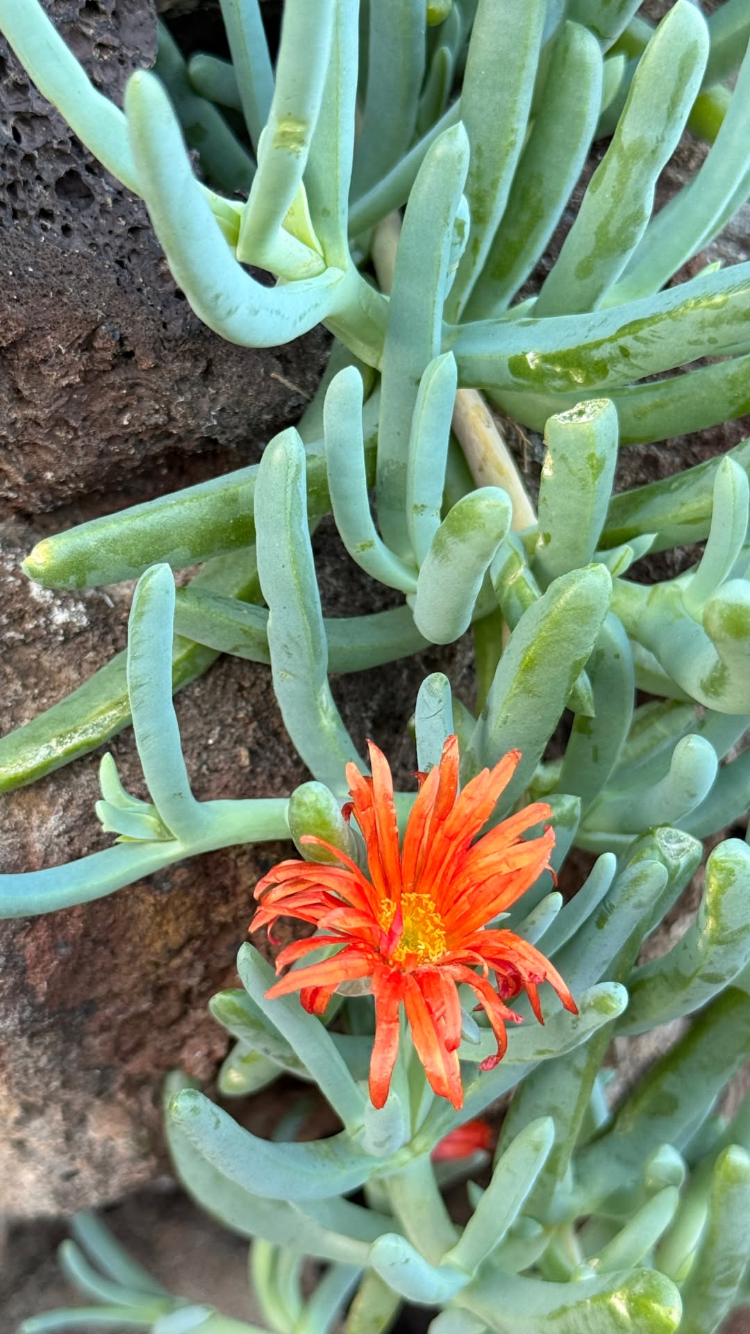 Barau wellness products