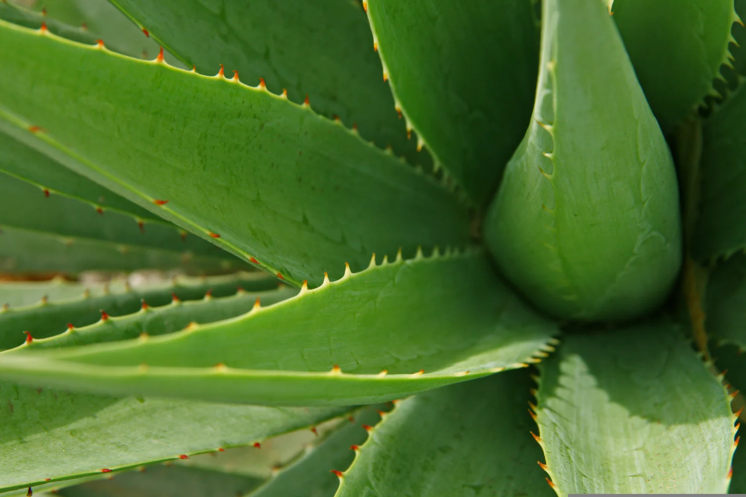 Aloe Vera Ecológico