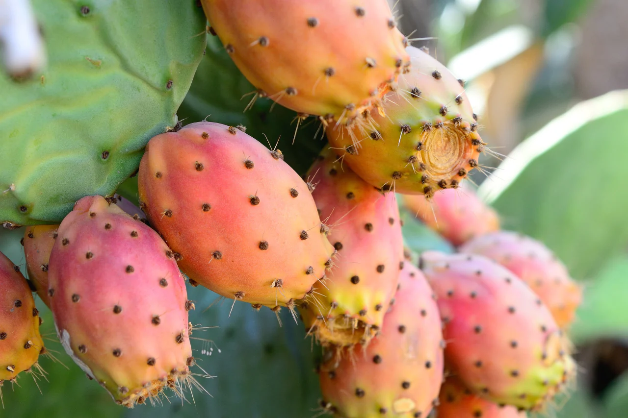 Aceite de Tuna Ecológico